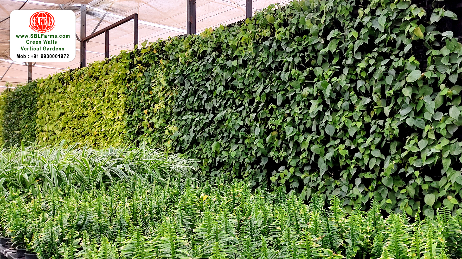 Sbl Farms Green walls and Living walls, Vertical Garden, Bio Curtains,vertical garden design for home in bangalore